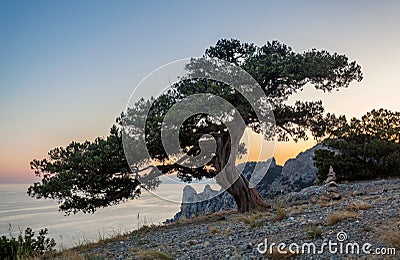 View on crooked tree on stony path and inuksuk rocks in balance Stock Photo