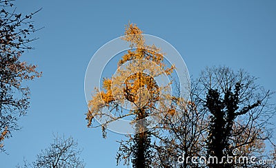 View into the crown of an old tree in autumn winter when the trees do not have leaves. you can see their bark of branches and Stock Photo