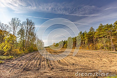 View on the cut down trees in the forest Stock Photo