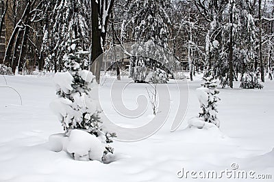 View of deciduous and coniferous trees in a winter park covered with snow Stock Photo