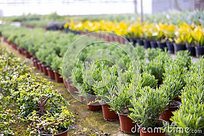 View of decorative juniper growing in pots Stock Photo