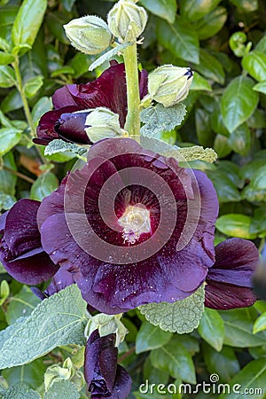 Deep Purple Hollyhocks Stock Photo