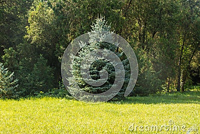 View of the dendrological garden in Askania-Nova reserve, Ukraine Stock Photo