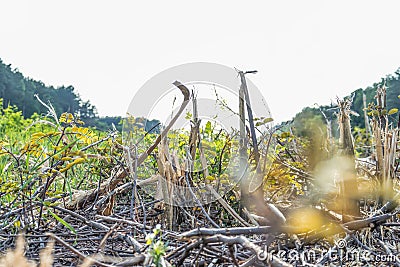 A view with destroyed forest in background Stock Photo