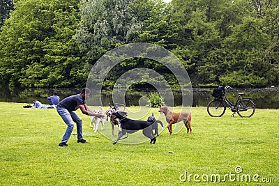 View of dog watcher play with dogs Editorial Stock Photo