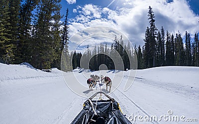 View from a dogsled with running dogs Stock Photo