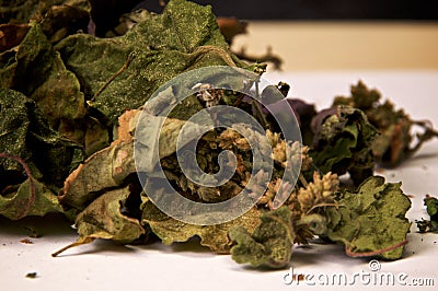View of dried deadnettle Pogostemon cablin patchouli leaves and flowers Stock Photo