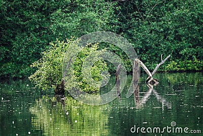 View of a drowning tree in the lake in the forest Stock Photo