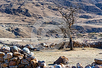 Dry tree in old abandoned balkar village in North Caucasus Stock Photo