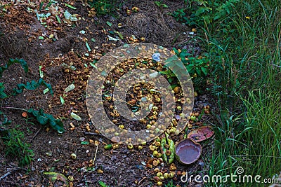 Rotten apple dump Stock Photo