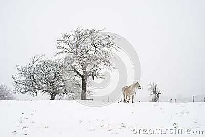 white horse standing in a snowy meadow durig a snowstorm Stock Photo