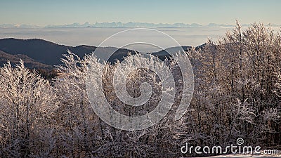 View from the ElsÃ¤ser Belchen to the Swiss Alps Stock Photo