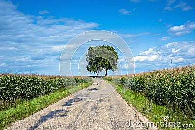 View of empty road with cornfield and trees Stock Photo