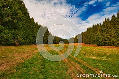 View of an endless lawn alley to the forest. Stock Photo