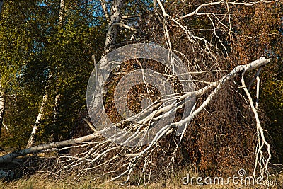 View of fallen birch tree due to bad weather in the natural reserve of Manziana in Lazio Stock Photo