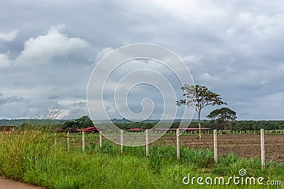 View of a farm in Africa and typical tropical landscape, trees and other types of vegetation Stock Photo