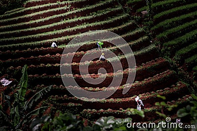 View of farmers on agricultural hills in Majalaya city Editorial Stock Photo