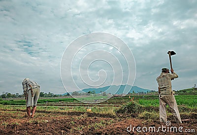 View of Farmers Plowing Rice Fields Stock Photo