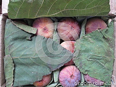 Ficus carica also known as the common fig or Anjeer fruit Stock Photo