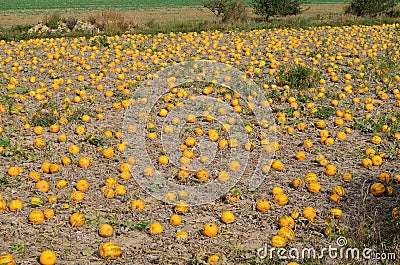 View of field pumpkins, region Lower Austria Stock Photo