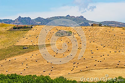 View of a field of straw bales in the countryside Stock Photo