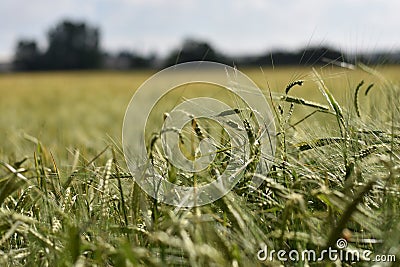 View of a field with town in the background. Stock Photo