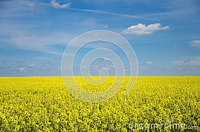 View of a field of yellow under a blue sky Stock Photo