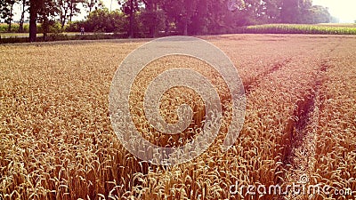 View flight over field wheat ears spikes with ripened grains in wheat field Stock Photo