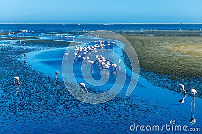 A view of a flock of flamingos in a waterway of Walvis Bay Stock Photo