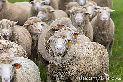 View of flock of sheep on mountains, grazing farmland field, green herbs, in Spain Stock Photo