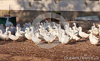 View of a flock of white goose on a poultry farm near a building Stock Photo