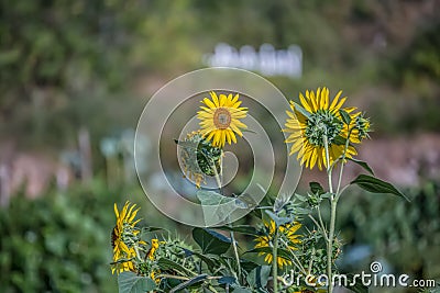 View of flowering sunflowers, vivid yellow flowers Stock Photo