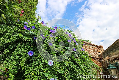 View with flowers on the wall of Pantanassa Monastery in ancient abandoned city Mystras, Peloponnese, Greece Stock Photo