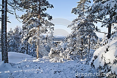 View from forest fire tower. (6) Stock Photo