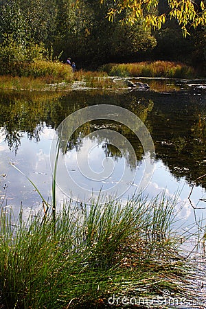 View of the forest swamp. Warm autumn. Lake flora.Natural landscape Stock Photo