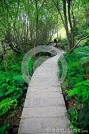 View of forest trail surrounded by trees and fern, Matamata Stock Photo