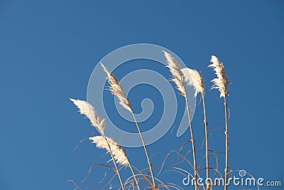 View of foxtail plants waving during wind in background of sky Stock Photo