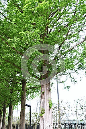 A view of the fresh green of the Dawn redwood trees in the park. Stock Photo