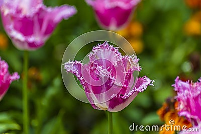 A view of a fringed group tulip in Chipping Warden, UK Stock Photo