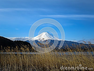 View of Fuji mountain with white snow top, dried grass flower fo Stock Photo