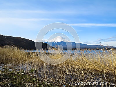 View of Fuji mountain with white snow top, dried grass foregroun Stock Photo