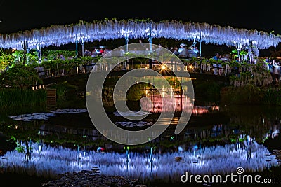 View of full bloom Purple pink Giant Wisteria trellis. mysterious beauty when lighted up at night Editorial Stock Photo