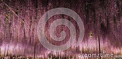 View of full bloom Purple pink Giant Wisteria trellis. mysterious beauty when lighted up at night Stock Photo