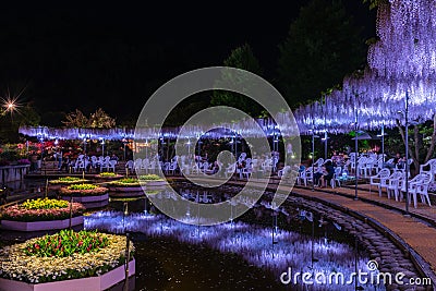 View of full bloom Purple pink Giant Wisteria trellis. mysterious beauty when lighted up at night Editorial Stock Photo