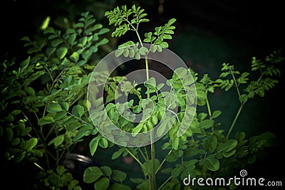 Tops of young moringa trees in morning light Stock Photo