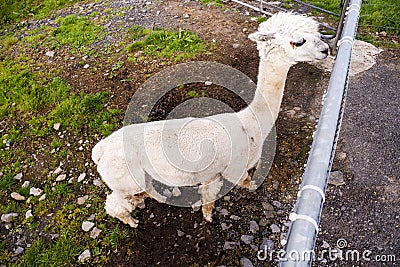 View on a funny looking hungry lama in an open farm or zoo. High view point Stock Photo