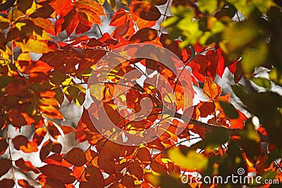 BRIGHT ORANGE AUTUMN LEAVES WITH BACKLIGHT Stock Photo