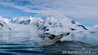 View of a glacier in Antarctica, with a magnificent whale tail in the foreground. Stock Photo