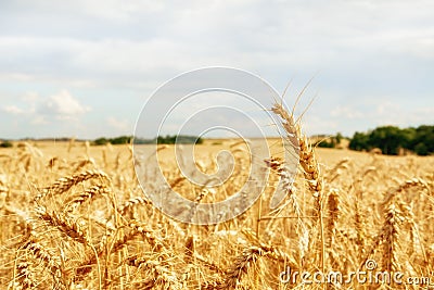 View of golden ears of corn, a field of wheat on a sunny day under a blue sky Stock Photo
