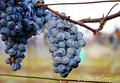 View of the grapes Stock Photo